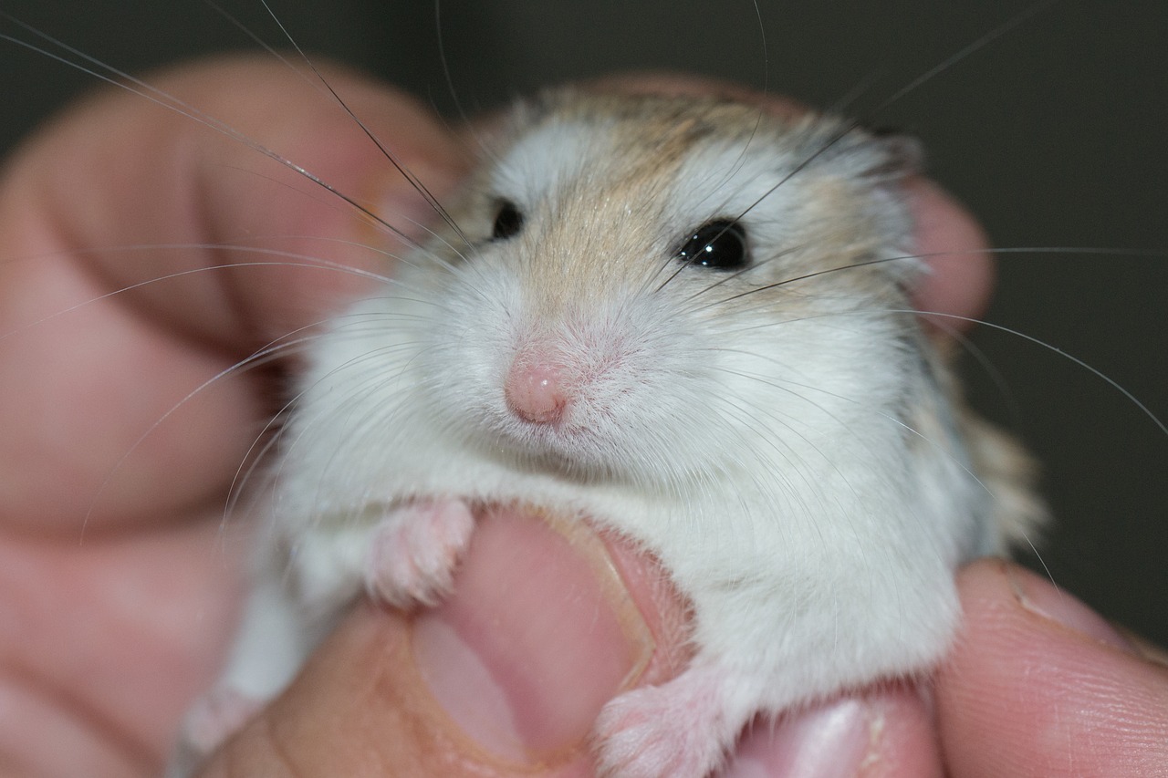 hamster-577257_1280.jpeg