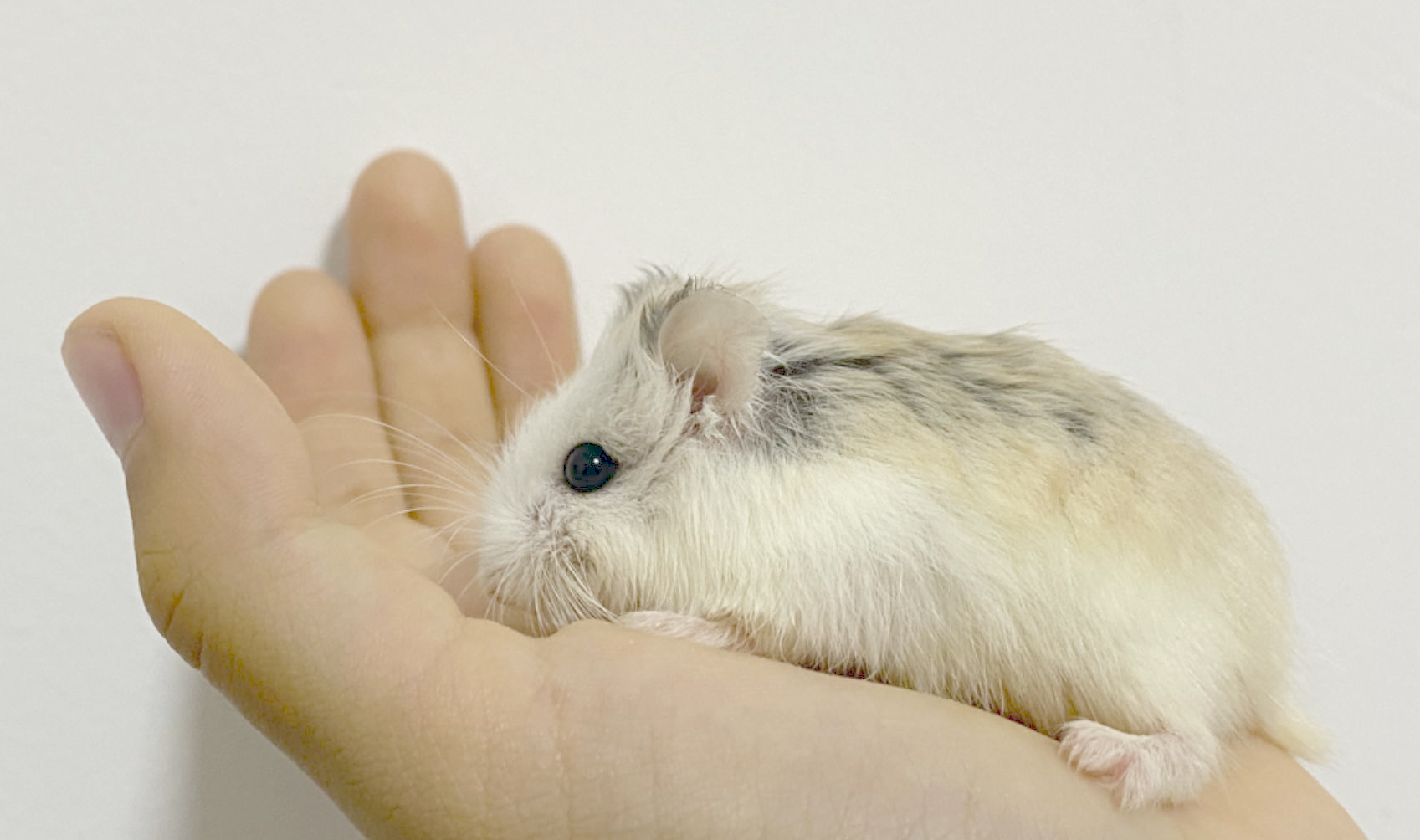 roborovski-hamster.jpg