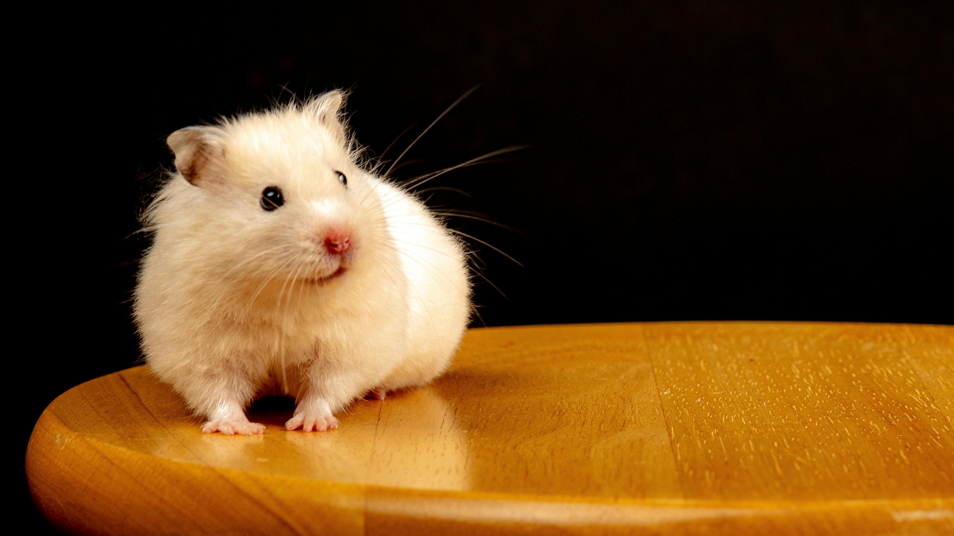 syrian-hamster.jpg